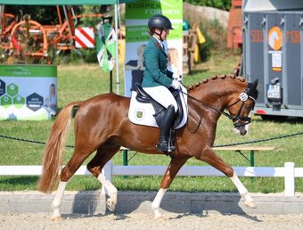 Krásný valach pony 2 roky - 3