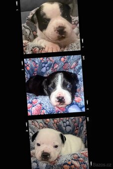 Stafordšírský bulteriér s pp - 3