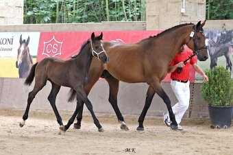 Klisna po Comme il faut a hribe hrebec po Contagio Z - 3