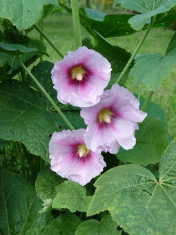 semena TOPOLOVKY - 3 barvy - 3