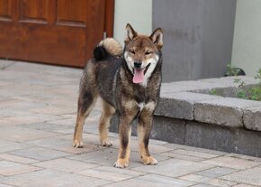Shiba inu sezámový psík s PP - 3