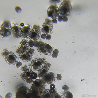 Vírniky Brachionus plicatilis - 3