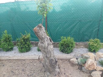 Buxus  cca 27 - 37 cm - 3