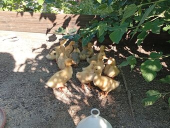 Káčata mix ze dvorku (pekingská x saská) - 3