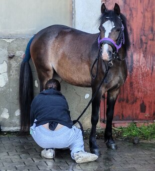 Klisnička Welsh pony, sekce B na prodej - 3