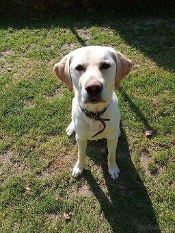 Labrador křížený s retrívrem - 3