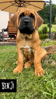 Štěňátka Tosa Inu s PP - 3