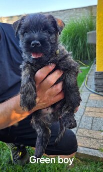 Cairn Terrier (Kern Treriér) - 3