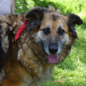 Talinn hledá domov - 3