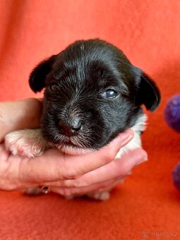 Knírač malý barevný - 3