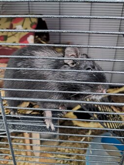 Osmáci degu - 3