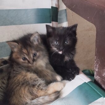 Daruji do dobrých rukou koťátka - 3