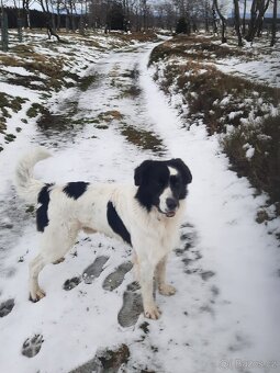 Český horský pes s PP - 3