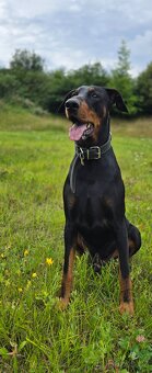 Dobrman ke krytí - 3