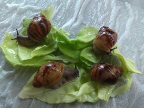 Africký šnek Archachatina Marginata Suturalis - 3