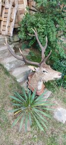 Prodám trofej Jelena - 3