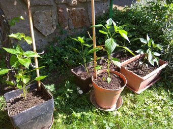 Sazenice chilli papriček - 3