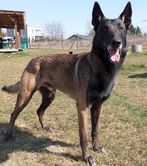 Belgický ovčák malinois - 3