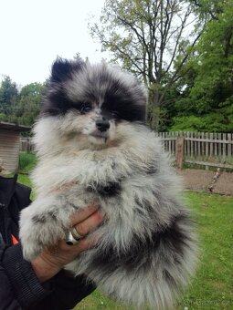 Pomeranian s PP - 3