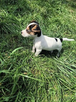 Jack Russell - 3