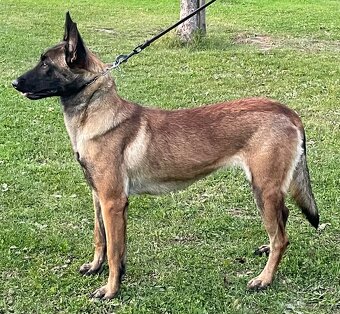 Belgický ovčák malinois - 3