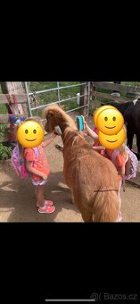 Prodám chovnou klisnu minihorse, american miniature horse - 3