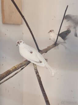 Holoubek diamantový - 3