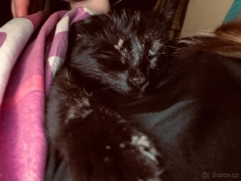 Daruji kočku/kotě - 3