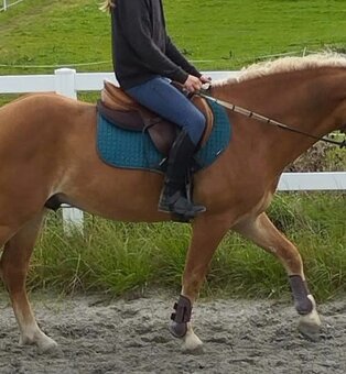 Podsedlové dečky LeMieux Suede Square - 3