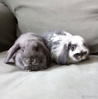 Zakrslý beránek králíček - 3