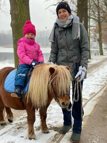 Mini Shetland Pony - připouštění - 3