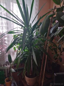 Pokojovka Yucca (Juka) - 3