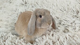 Zakrslý beránek, králíček, králík - MATEO - 3