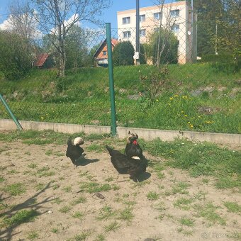NV zdrobnělá holanďanka černá - 3