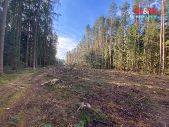 Prodej lesa, 7764 m², Újezdec - 3