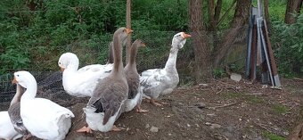 Husy- Cholmogor - 3