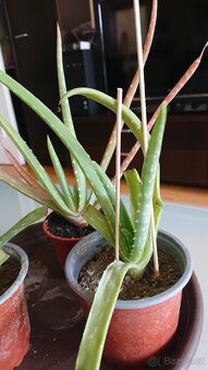 Aloe Vera- zakořeněné sazenice - 3