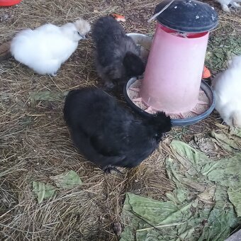 Prodám mladého kohouta od hedvábničky - 3