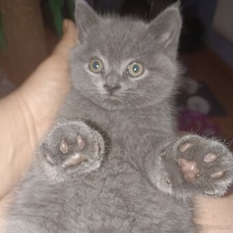 Britská koťata - 3