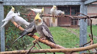 Korely chocholaté - 3