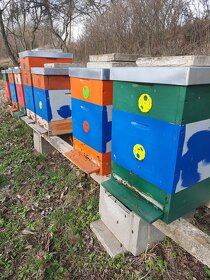 Prodám včely,včelstva 2-3letá - 3