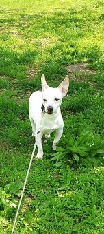 Jack Russel teriér - 3