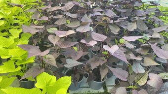 Ipomoea Batatas Povíjnice batátová - 3