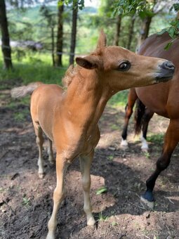 Hřebeček pony B - 3