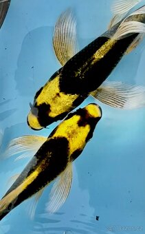 Koi kapr-japonský koi kapr kabuto long fish - 3