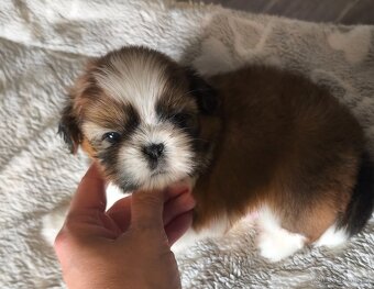 Štěňátka Shih-tzu s PP(shi-tzu, shihtzu) - 3