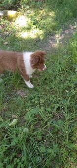 Border kolie - 3