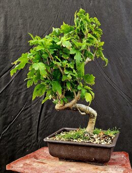 Bonsai, Bonsaj -Ibisek syrsky 2 - 3