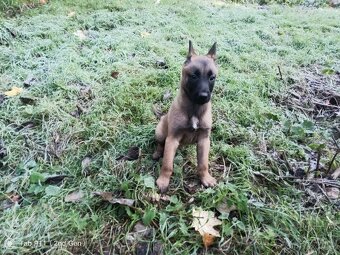 Belgický ovčák-malinois - 3