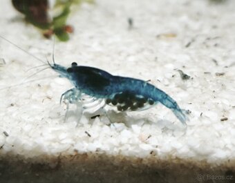 krevetky blue dream / blood mary - 3